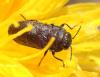Anthaxia godeti